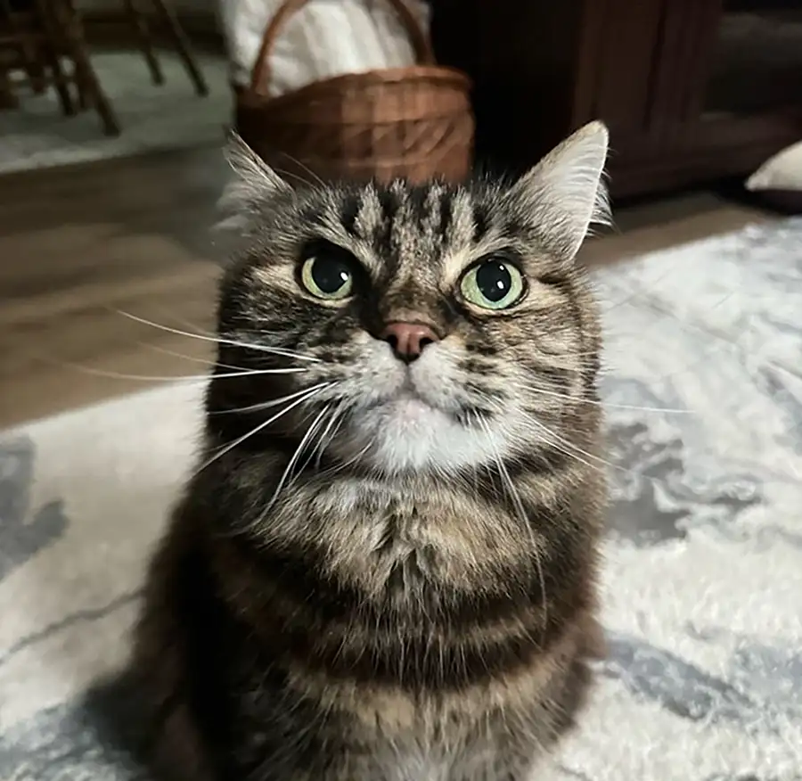 Cat and small animal sitting services VA Beach